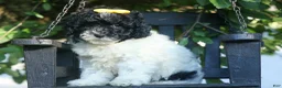 Cavapoo dogs for sale: Gracie  - Ad 6