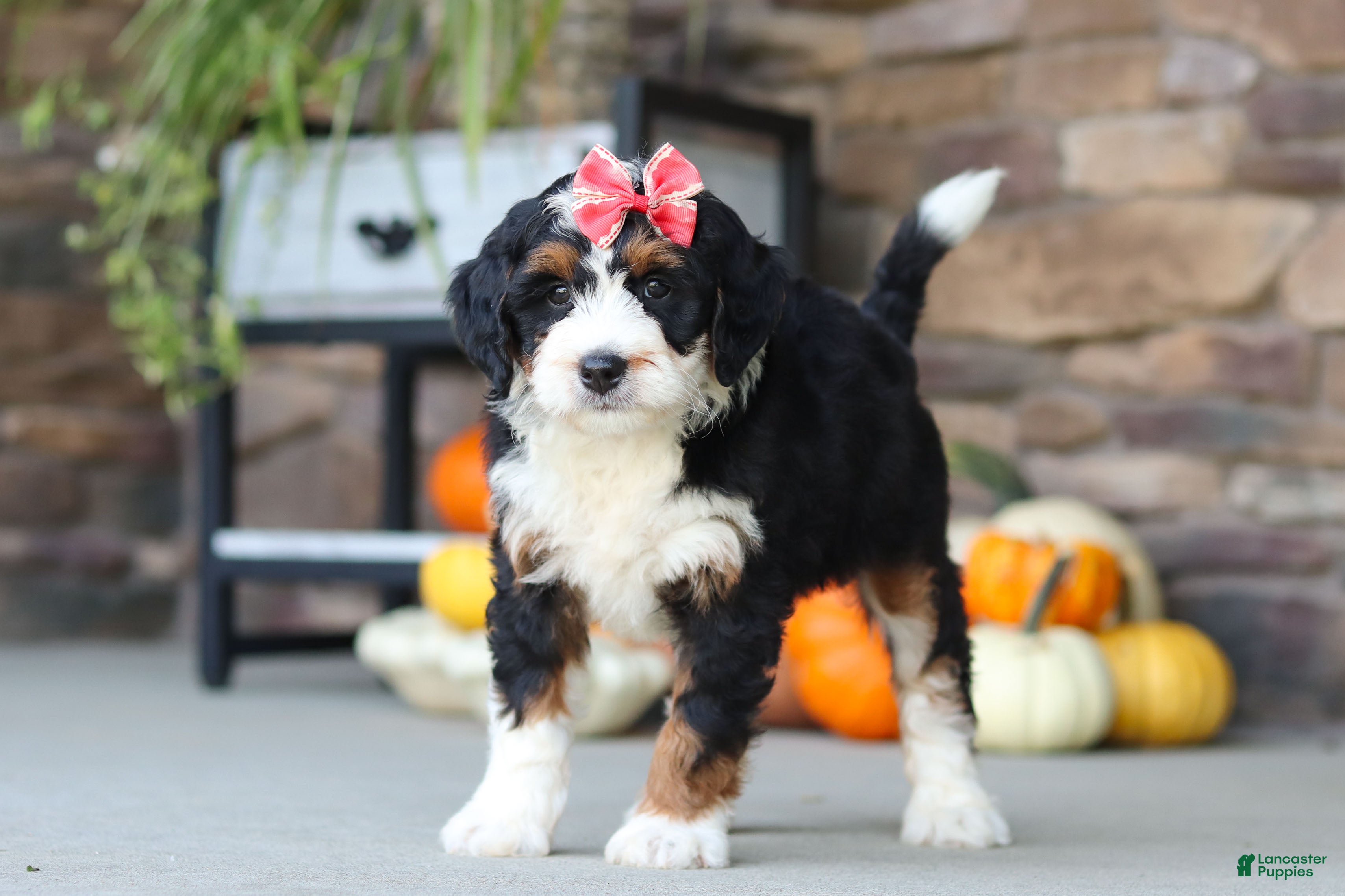 Mini Bernedoodle dogs Savannah💗 - Ad 2
