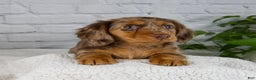 Miniature Dachshund dogs for sale: Mia - Ad 10