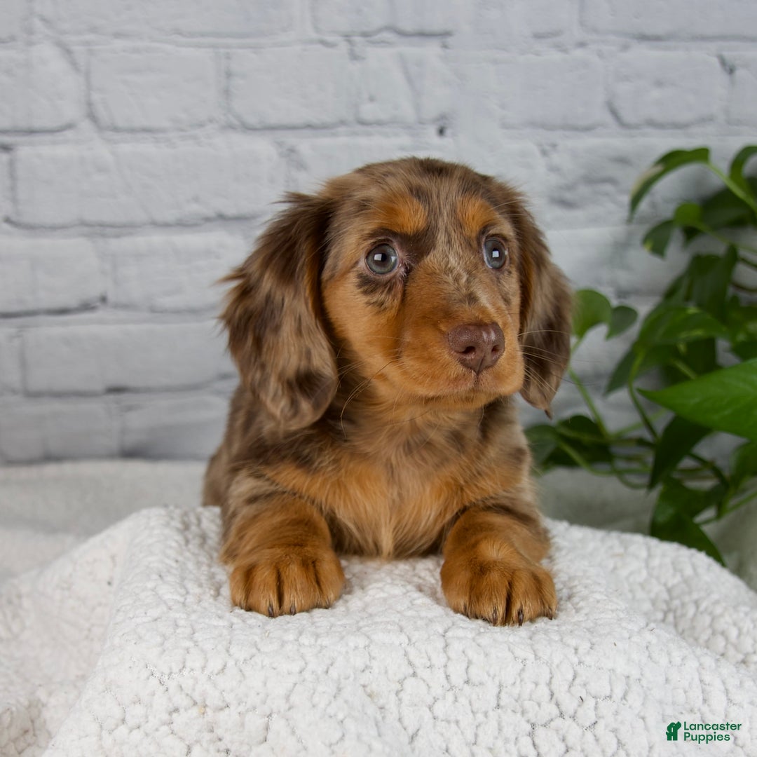 Miniature Dachshund dogs for sale: Mia - Ad 10