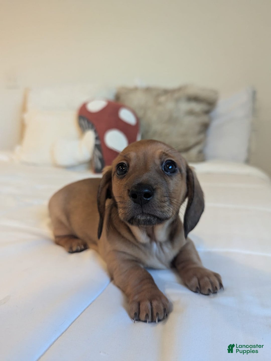 Dachshund dogs for sale: Peanut  - Ad 3