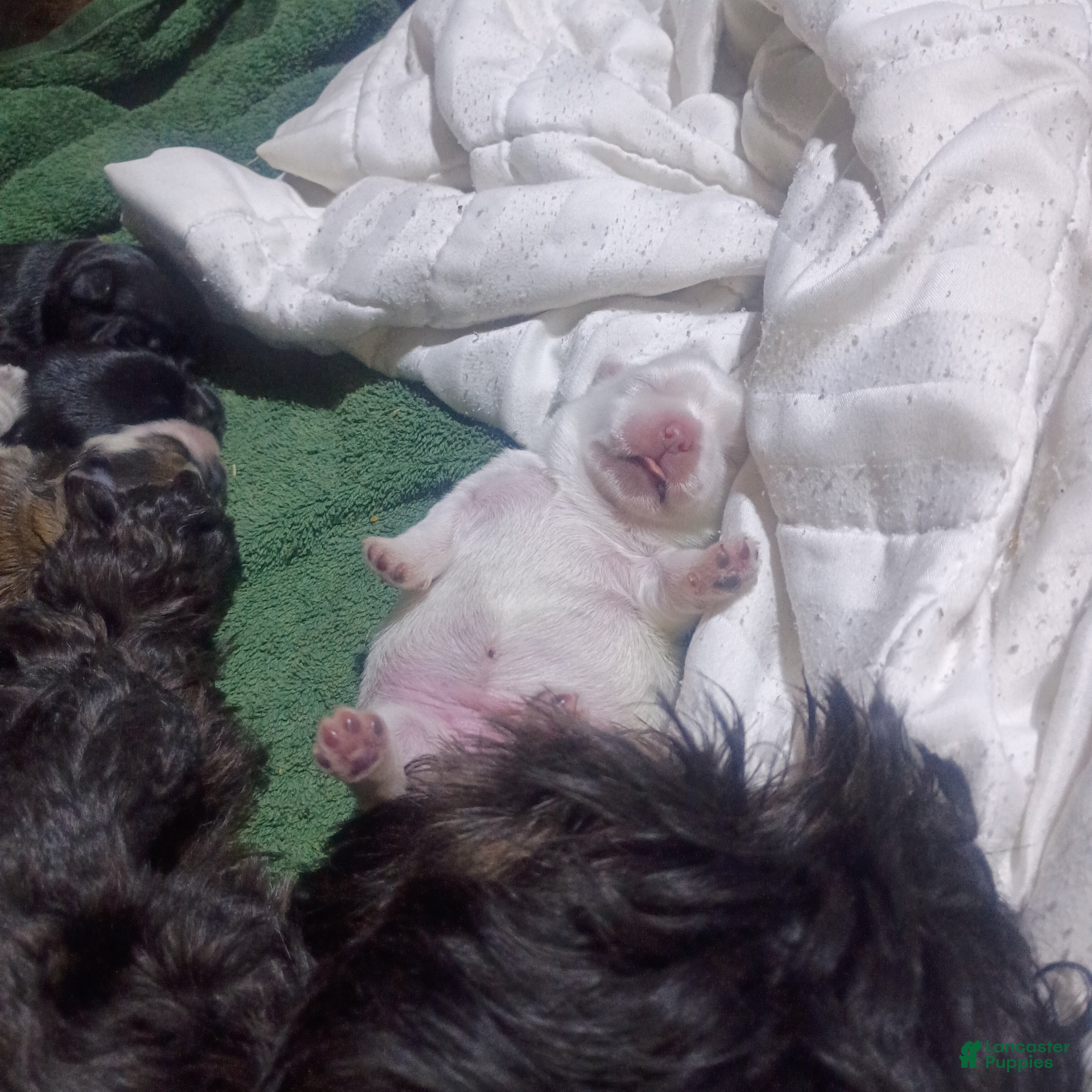 Mixed Breed dogs ShiChi - Ad 42