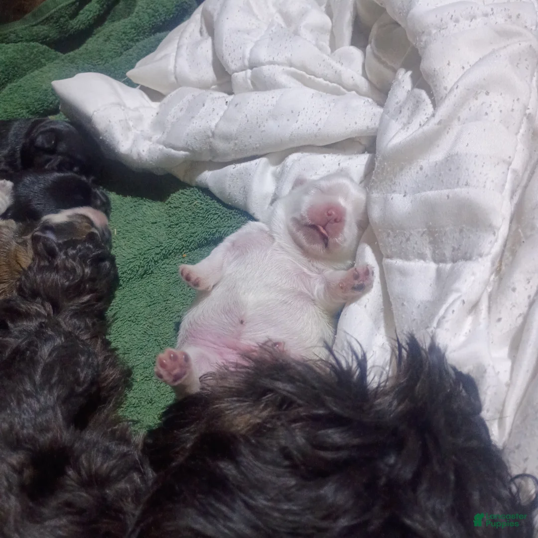 Mixed Breed dogs for sale: ShiChi - Ad 1