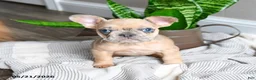 French Bulldog dogs for sale: Lisbon - Ad 5