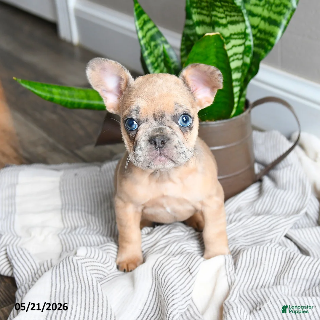 French Bulldog dogs for sale: Lisbon - Ad 5