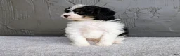 Mini Bernedoodle dogs for sale: Bob - Ad 6