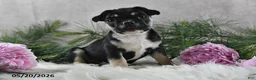 French Bulldog dogs for sale: Ike - Ad 10