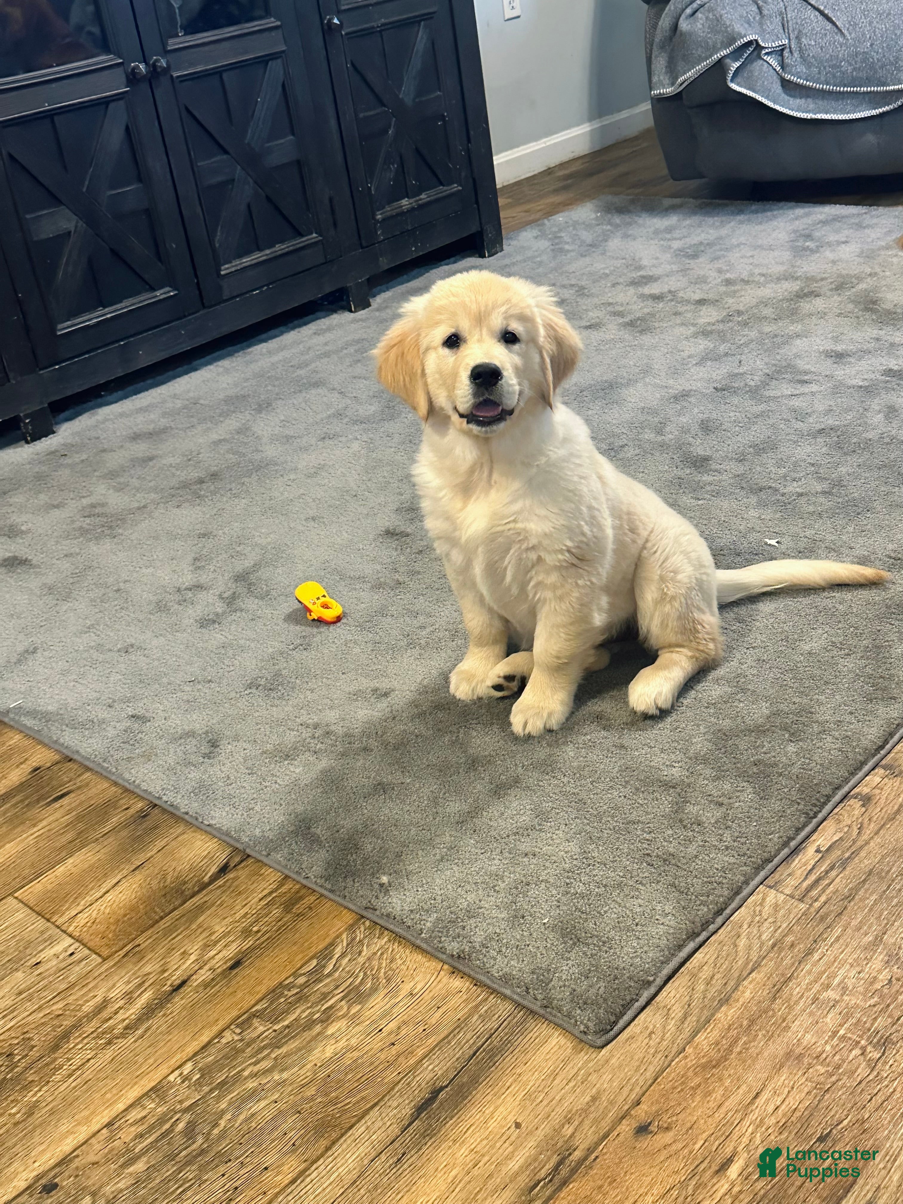 Golden Retriever dogs Golden Retriever Puppy 1 - Ad 1