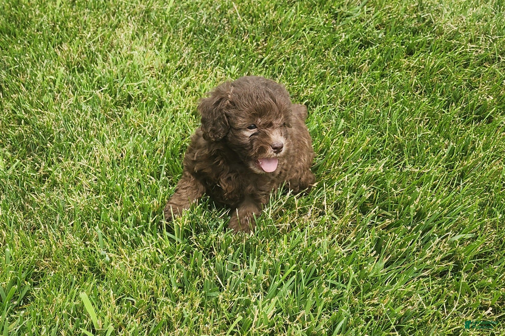 Mini Goldendoodle dogs Kaley - Ad 25