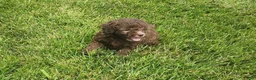 Mini Goldendoodle dogs for sale: Kaley - Ad 1