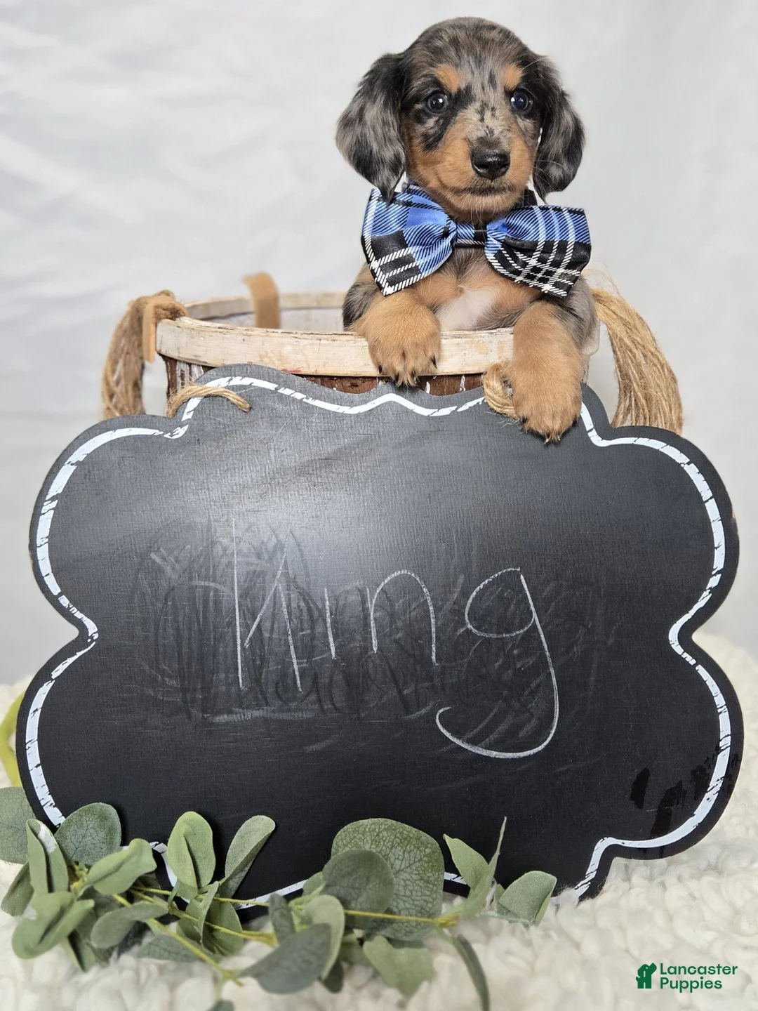 Miniature Dachshund dogs for sale: King - Ad 4