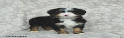 Mini Bernedoodle dogs for sale: Teddy - Ad 5