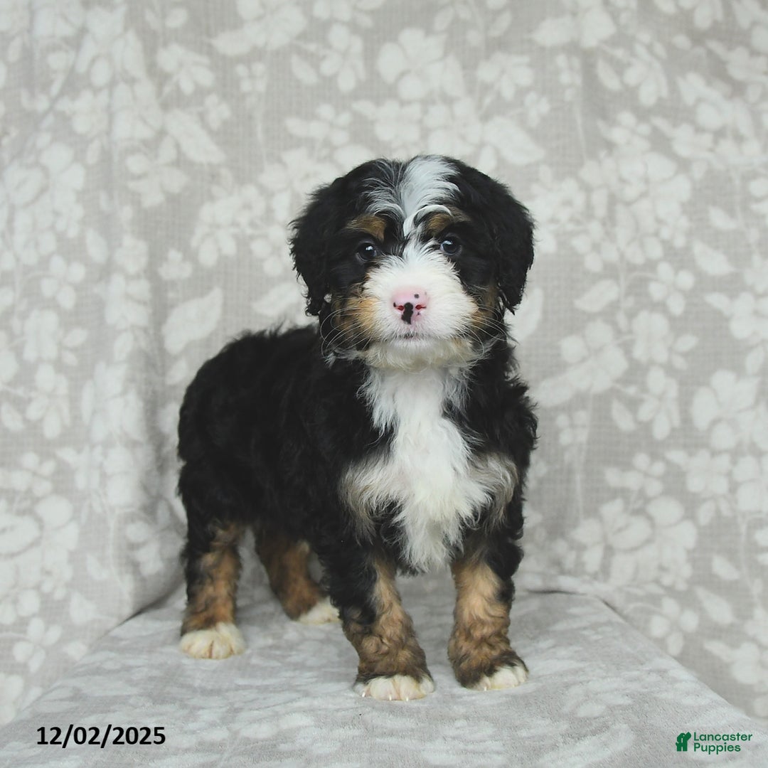 Mini Bernedoodle dogs for sale: Teddy - Ad 5