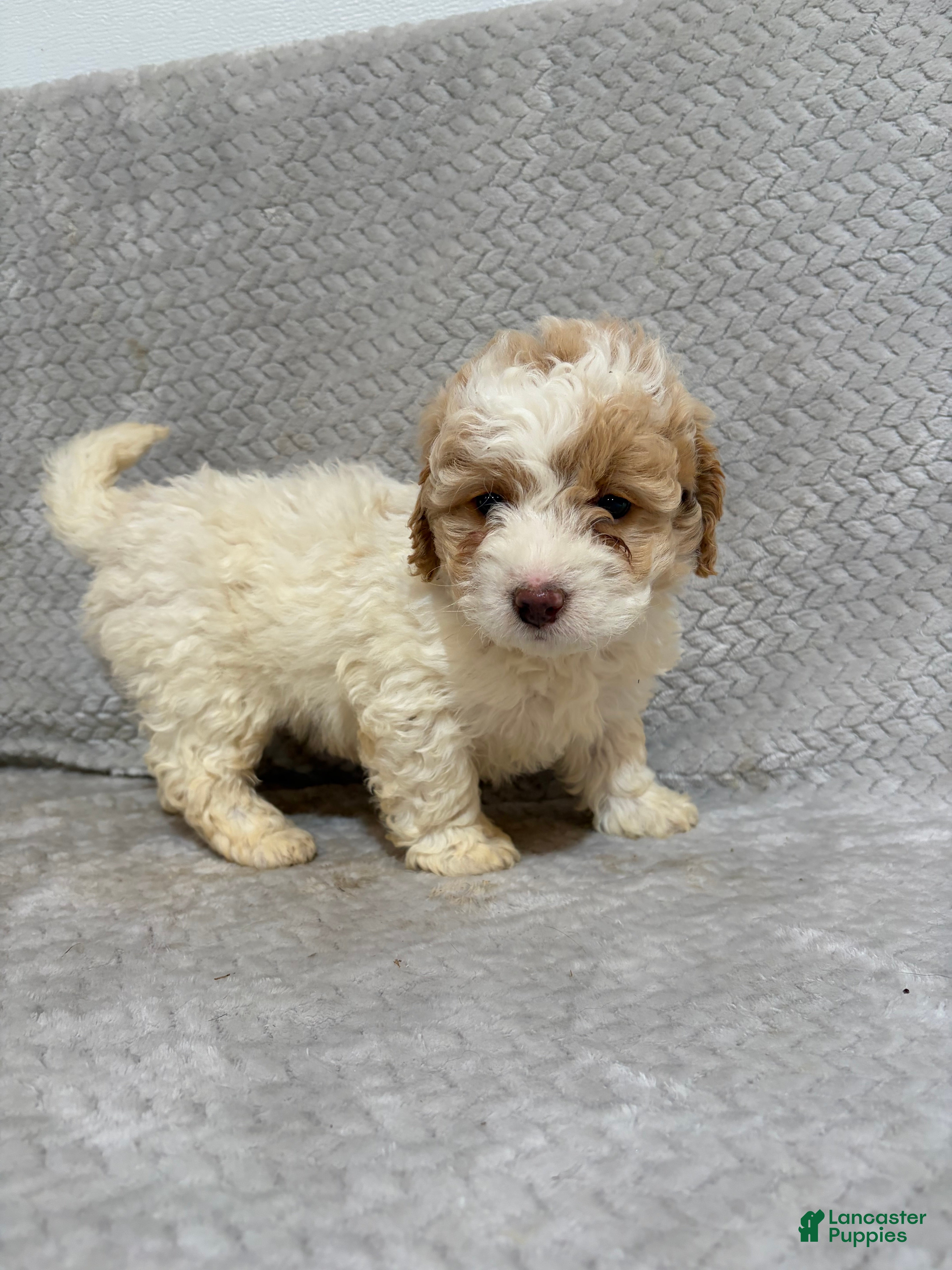Mini Bernedoodle dogs Ada - Ad 1