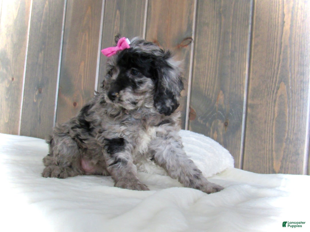 Mini Goldendoodle dogs for sale: Ellie - Ad 12