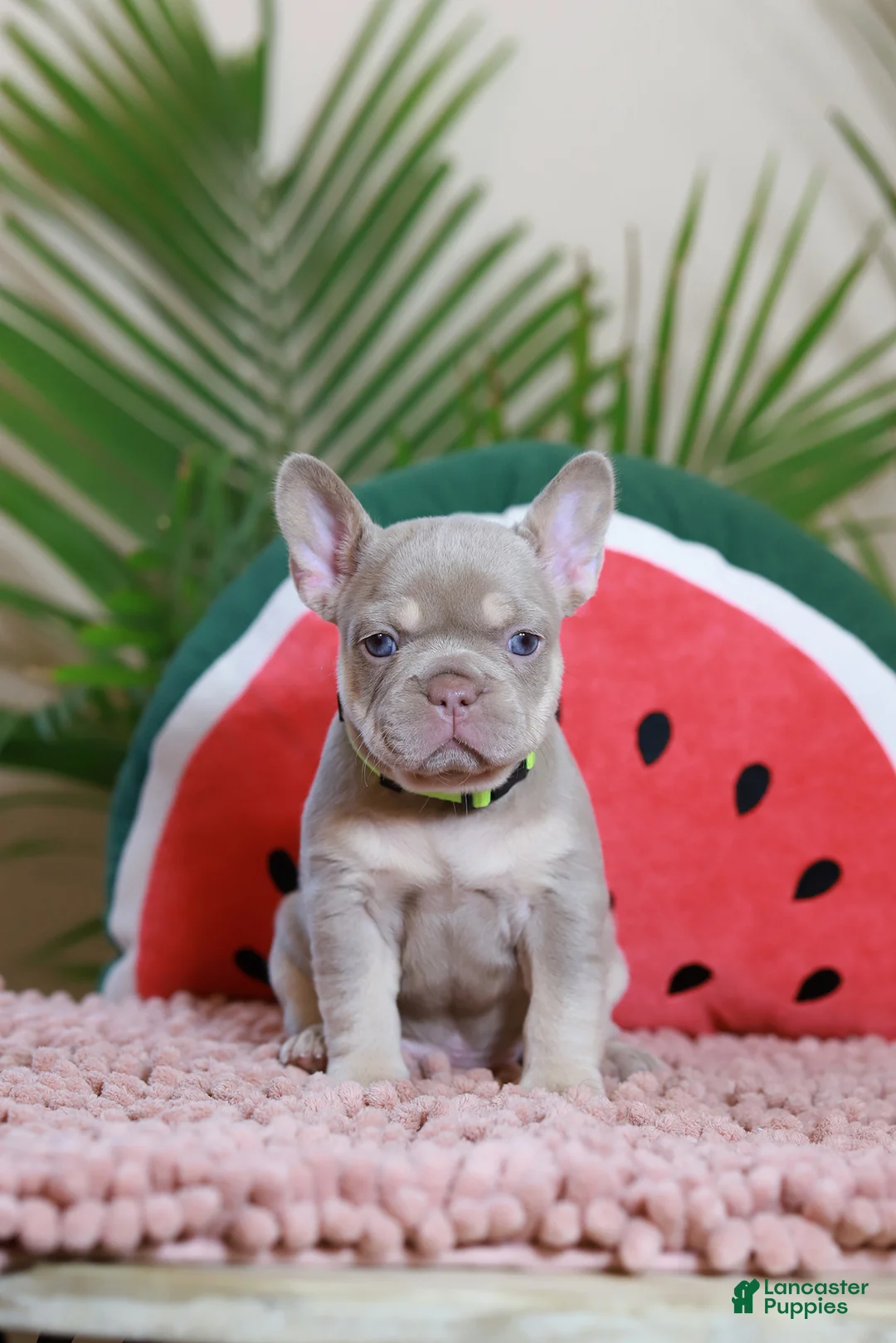 French Bulldog dogs for sale: Remi  - Ad 2