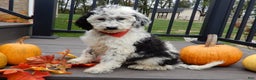 Sheepadoodle dogs for sale: Panda (medium) - Ad 4