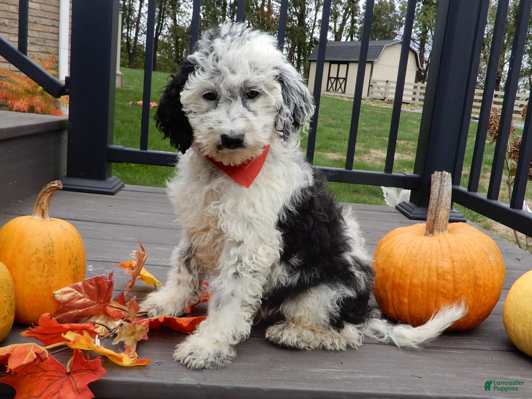 Sheepadoodle dogs for sale: Panda (medium) - Ad 4