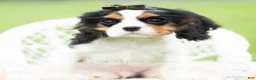 Cavalier King Charles Spaniel dogs for sale: Charles - Ad 1