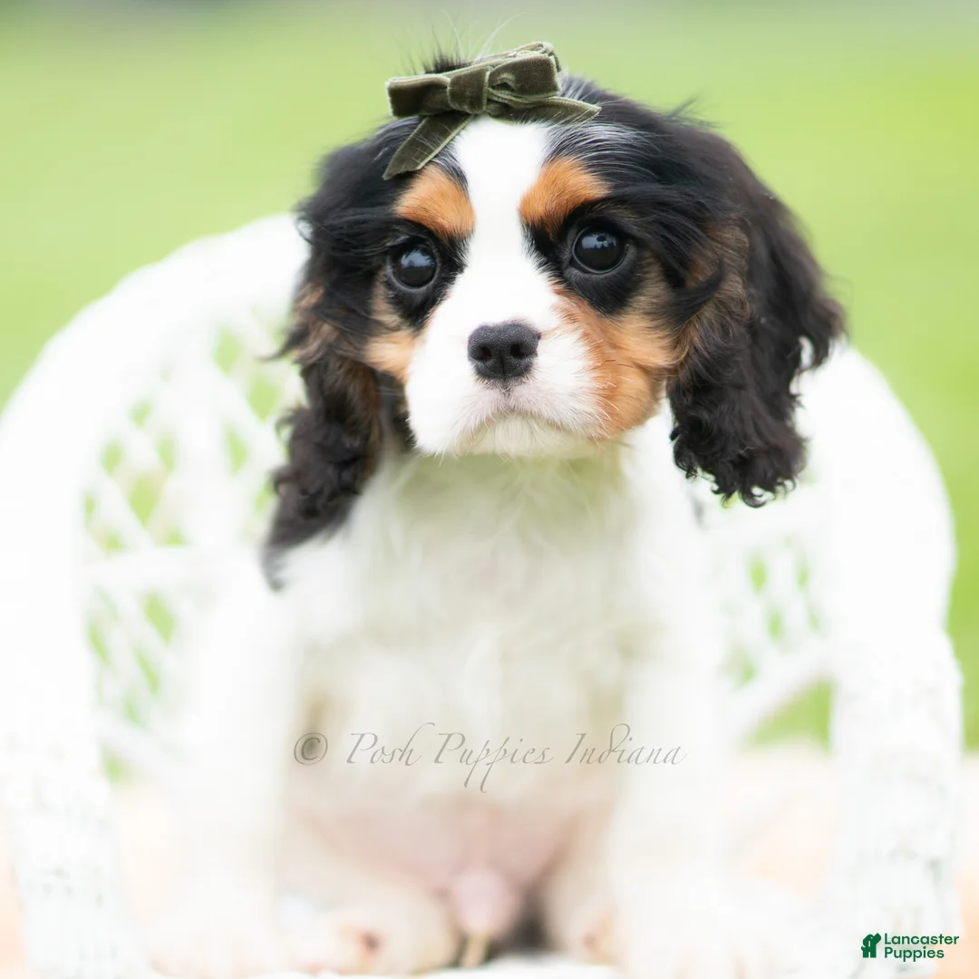 Cavalier King Charles Spaniel dogs for sale: Charles - Ad 1