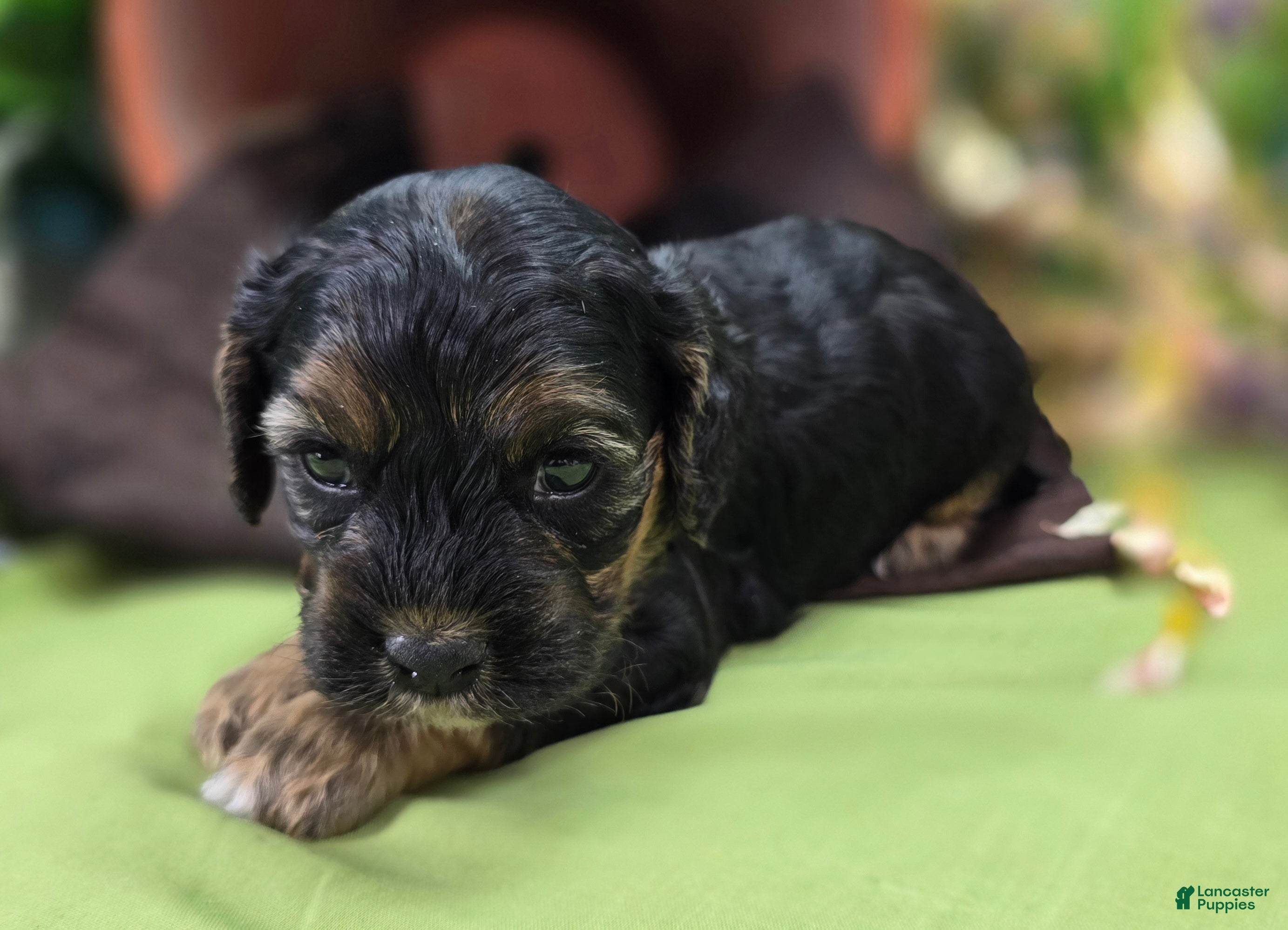 Cockapoo dogs Batty - Ad 13