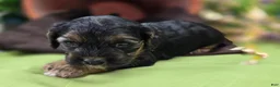 Cockapoo dogs for sale: Batty - Ad 21