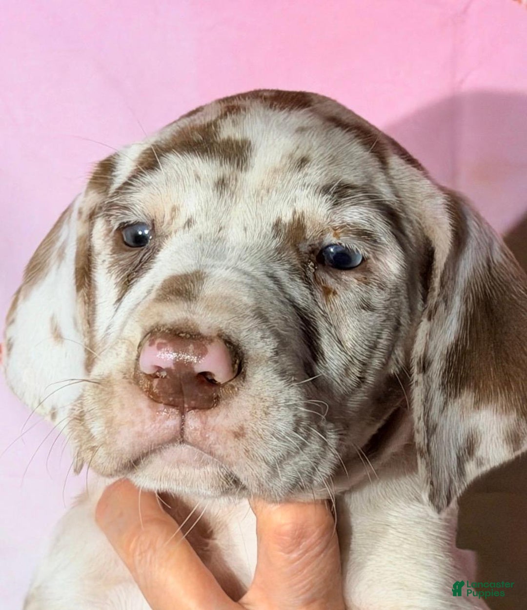 Great Dane dogs for sale: CARLA - CHOCOLATE HARLEQUIN - Ad 1