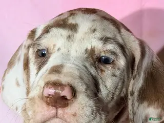 Great Dane dogs CARLA - CHOCOLATE HARLEQUIN - Ad 34