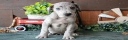Great Dane dogs for sale: Banjo - Ad 3