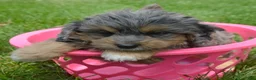 Bernedoodle dogs for sale: Barbie Bernedoodle 7 - Ad 2