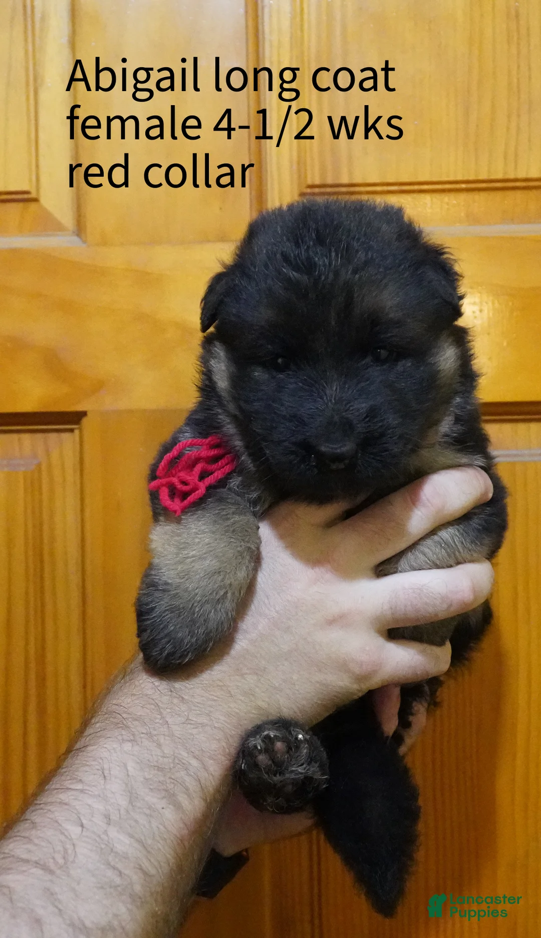 German Shepherd dogs for sale: German Shepherd 3 - Ad 2