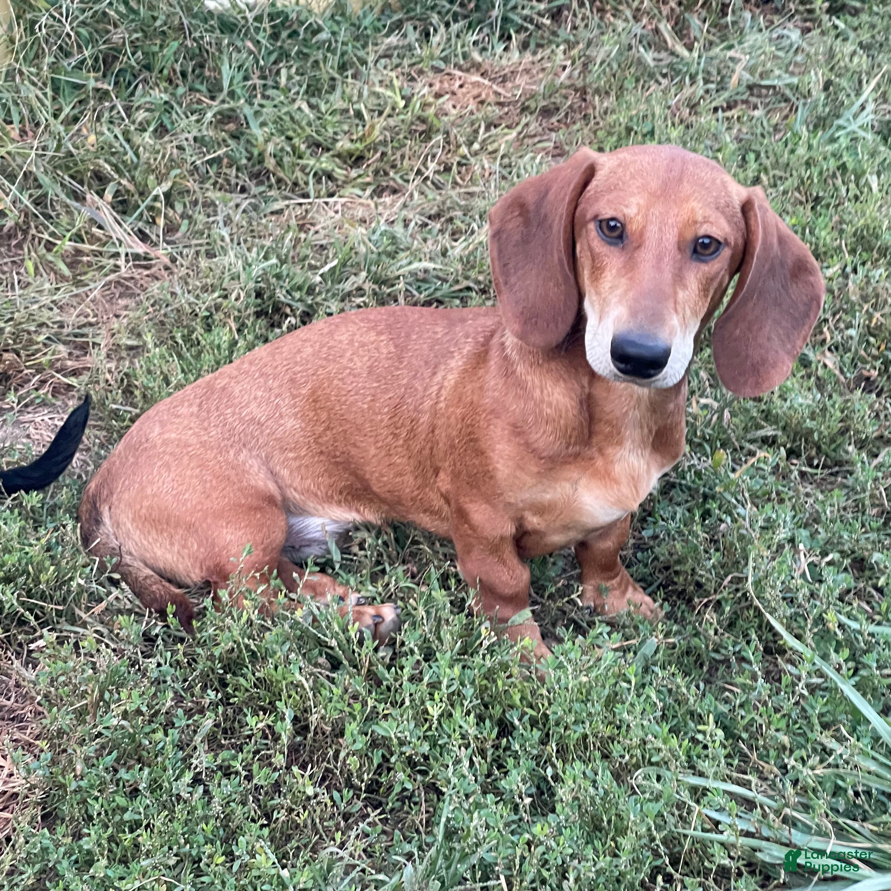Dachshund dogs Waylon - Ad 36