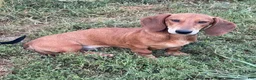 Dachshund dogs for sale: Waylon - Ad 1