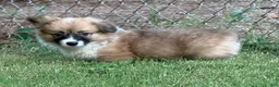 Welsh Corgi Pembroke dogs for sale: Fluffy Girl - Ad 14