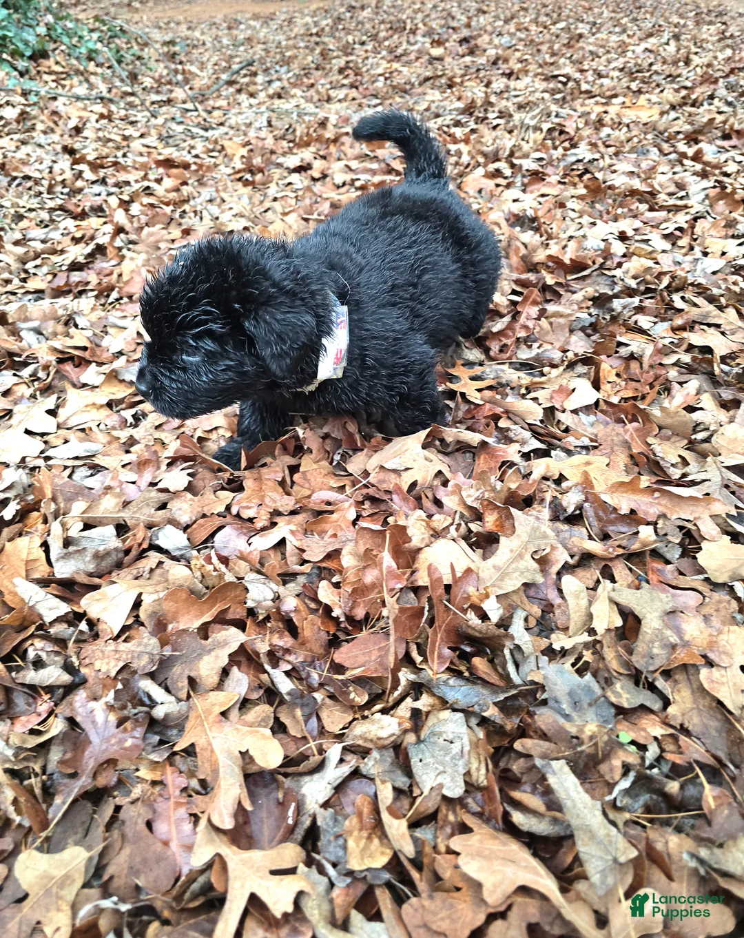 Newfoundland dogs for sale: Newfoundland Puppy 5 boy - Ad 2