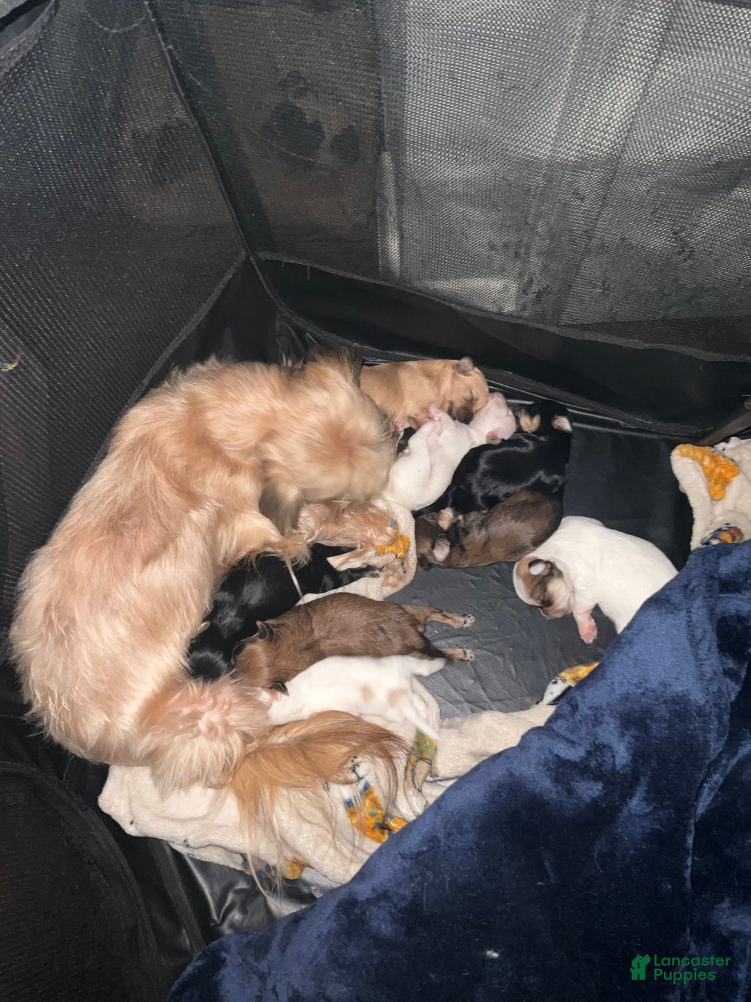 Yorkshire Terrier dogs for sale: Rubys Litter - Ad 3