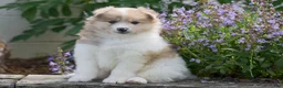 Pomsky dogs for sale: Sierra - Ad 1