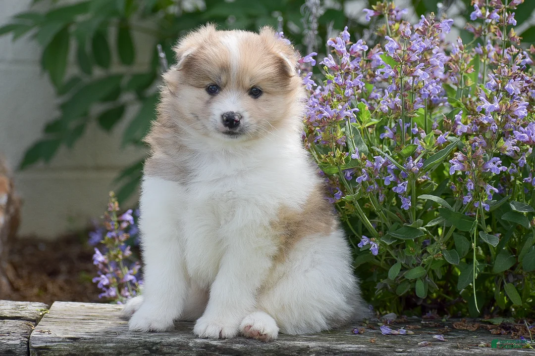 Pomsky dogs for sale: Sierra - Ad 1
