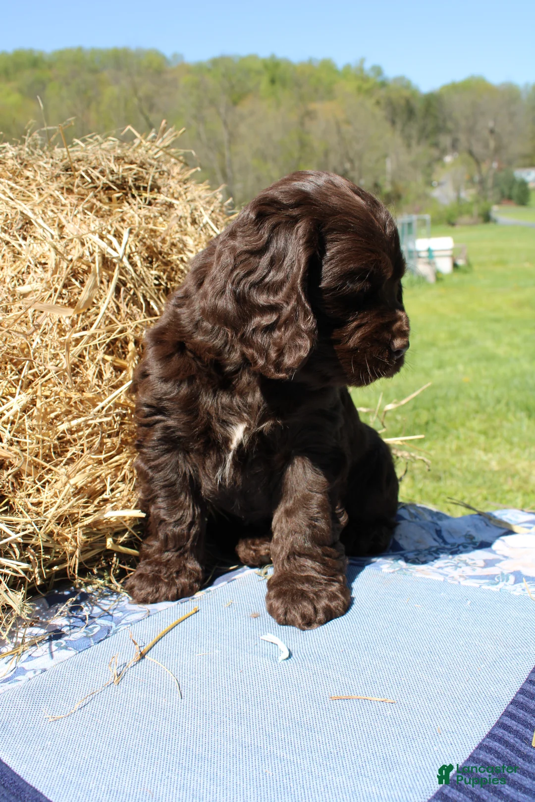 Cocker Spaniel dogs for sale: Rusty - Ad 2