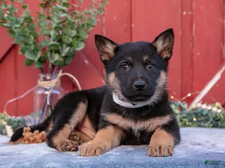German Shepherd dogs for sale: Axel - Ad 4