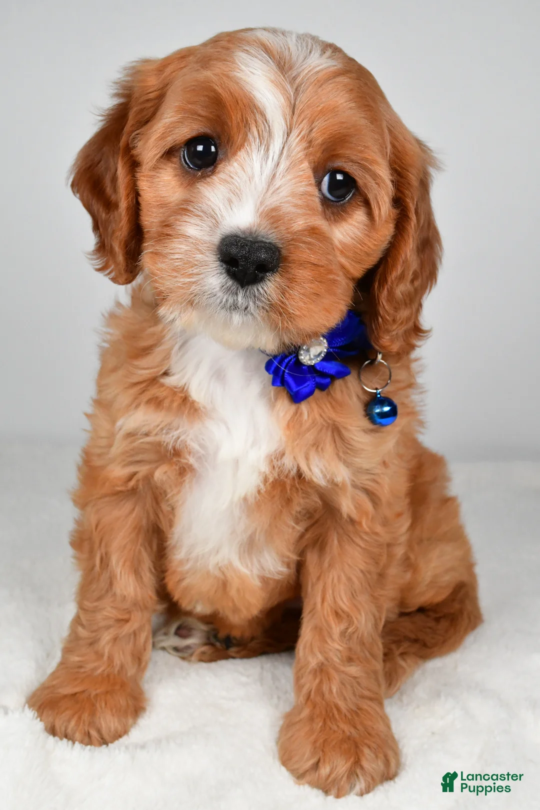 Cavapoo dogs for sale: Kelsey - Ad 1