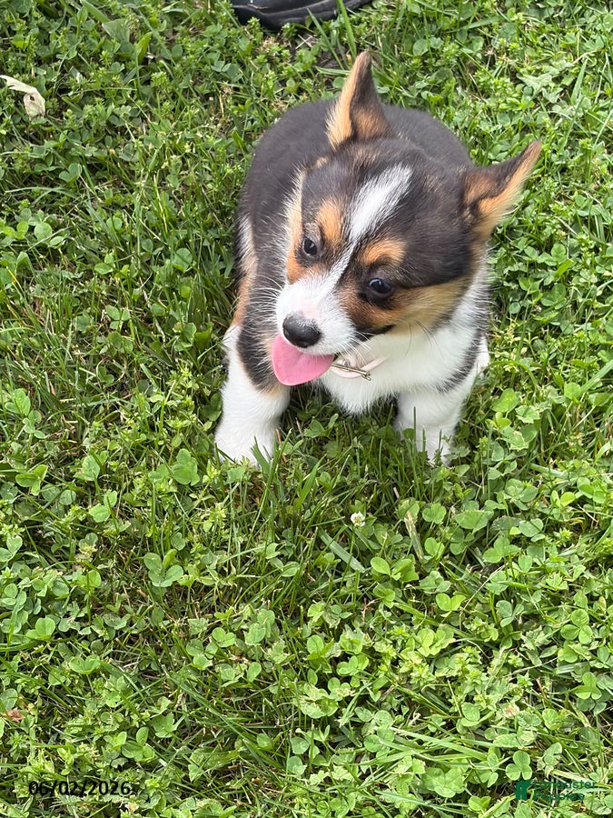 Welsh Corgi Pembroke dogs for sale: Dee  - Ad 4