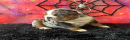 English Bulldog dogs for sale: Paula - Ad 3