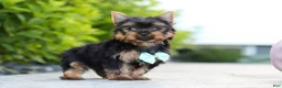 Yorkshire Terrier dogs for sale: Mitchell - Ad 7