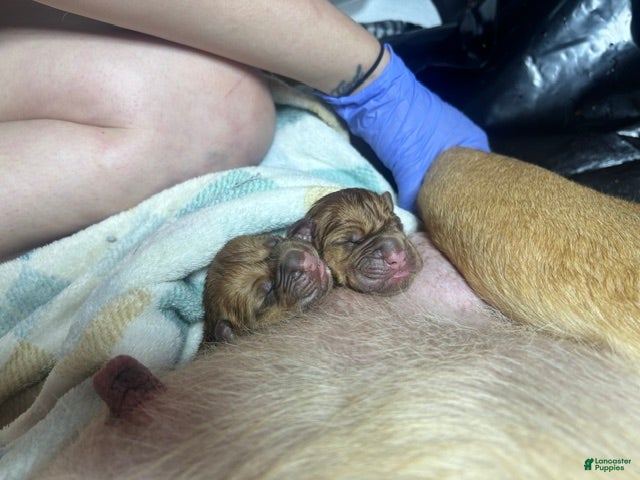 Dogue De Bordeaux dogs Dogue De Bordeaux Puppy 2 - Ad 24
