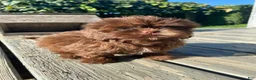 Shih Tzu dogs for sale: Daisy - Ad 7