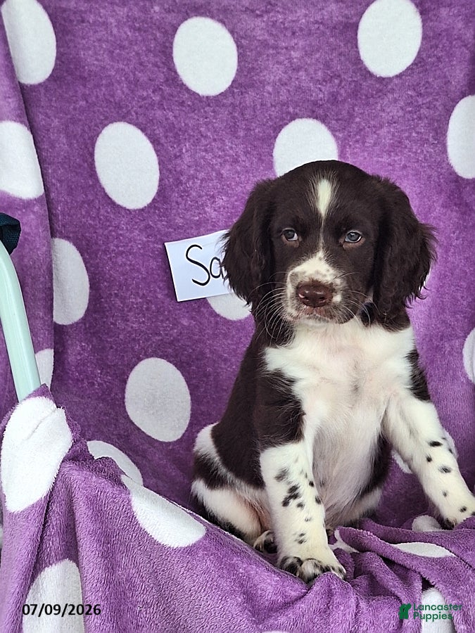 English Springer Spaniel dogs Sam - Ad 2