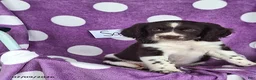 English Springer Spaniel dogs for sale: Sam - Ad 2