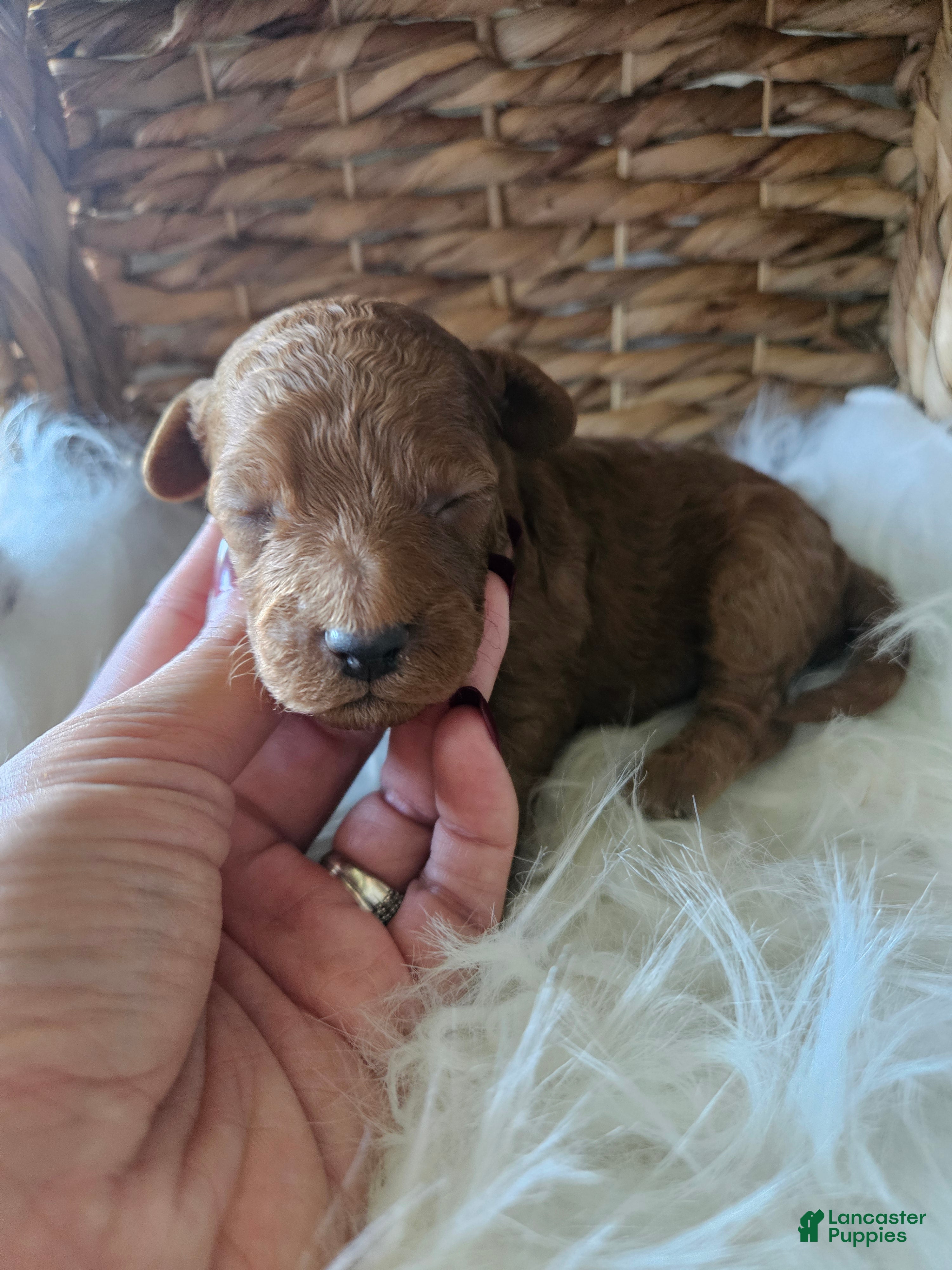 Cavapoo dogs Gus - Ad 26