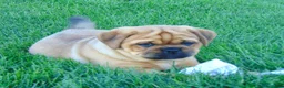 Mixed Breed dogs for sale: Angela  - Ad 7
